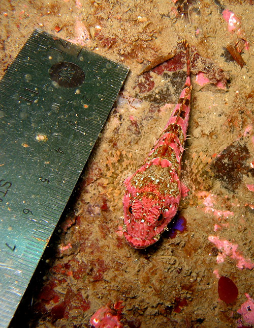 commercial divers victoria